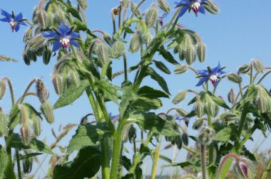 Ogórecznik lekarski (Borago officinalis)