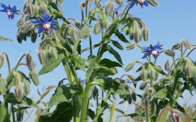 Ogórecznik lekarski (Borago officinalis)