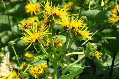 Oman wielki (Inula Helenium)