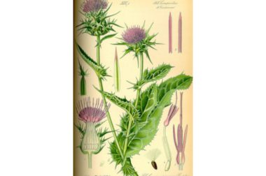 Ostropest plamisty (Silybum marianum)