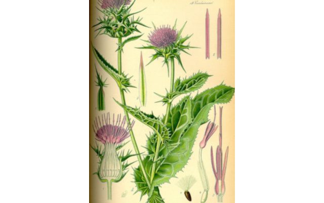 Ostropest plamisty (Silybum marianum)