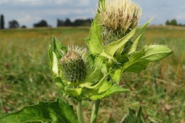 Ostrożeń warzywny (Cirsium oleraceum)