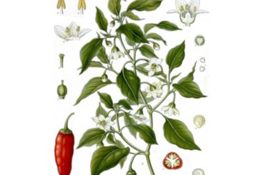 Papryka roczna (Capsicum annuum L.)