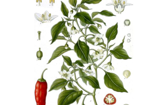 Papryka roczna (Capsicum annuum)