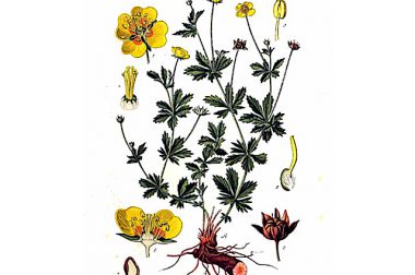 Pięciornik kurze ziele (Potentilla erecta)