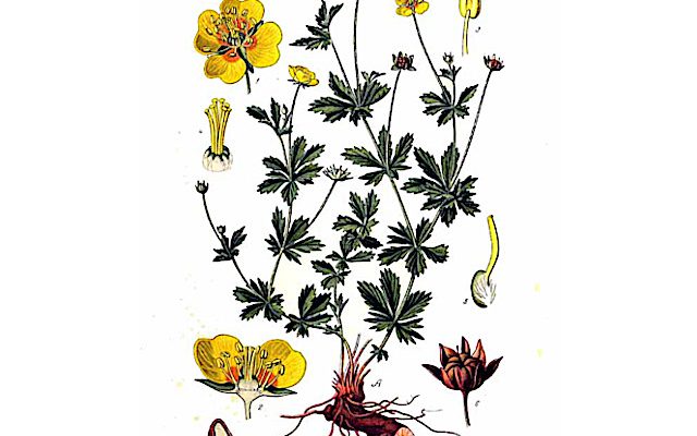 Pięciornik kurze ziele (Potentilla erecta)