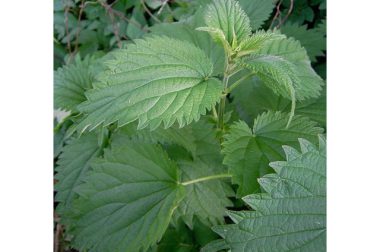 Pokrzywa zwyczajna (Urtica doica)