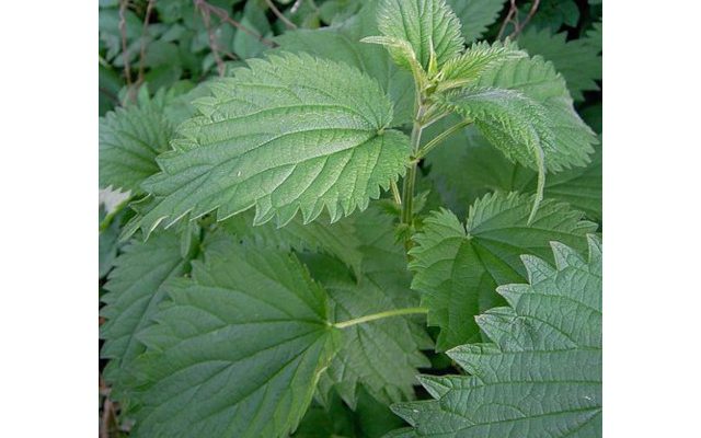 Pokrzywa zwyczajna (Urtica doica)