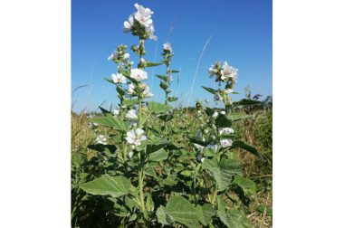 Prawoślaz lekarski (Althaea officinalis)