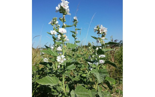 Prawoślaz lekarski (Althaea officinalis)