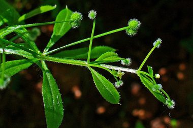 Przytulia czepna (Galium aparine)