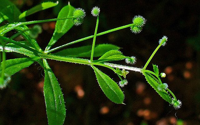 Przytulia czepna (Galium aparine)