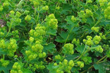 Przywrotnik pospolity (Alchemilla vulgaris)