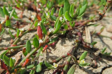 Rdest ptasi (Polygonum aviculare)