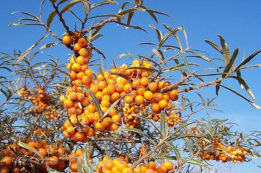 Rokitnik zwyczajny (Hippophae rhamnoides)