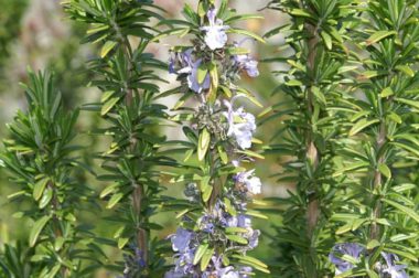 Rozmaryn lekarski (Rosmarinus officinalis)