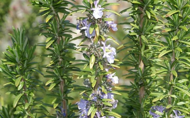 Rozmaryn lekarski (Rosmarinus officinalis)