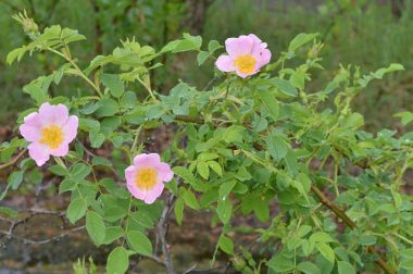 Róża dzika (Rosa canina)