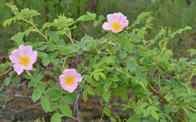 Róża dzika (Rosa canina)