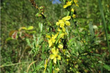 Rzepik pospolity (Agrimonia eupatoria)