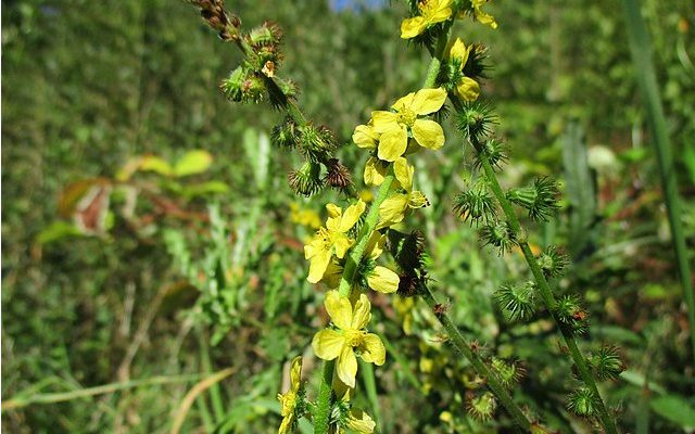 Rzepik pospolity (Agrimonia eupatoria)