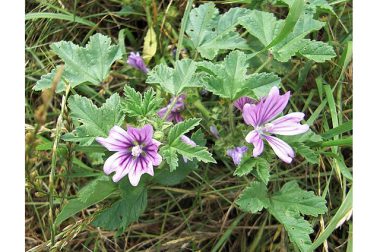 Ślaz dziki (Malva Sylvestris)