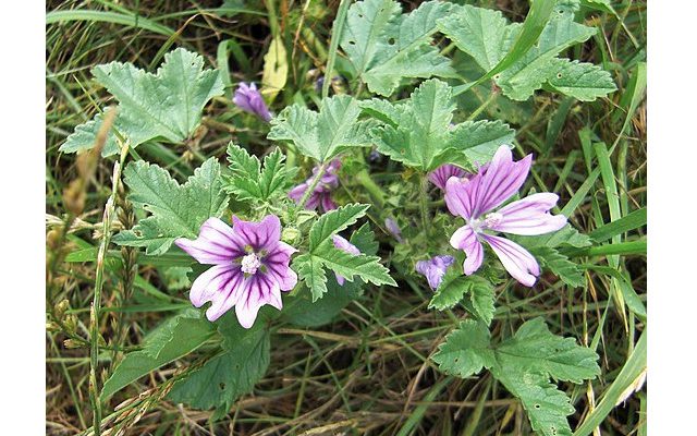 Ślaz dziki (Malva silvestris)