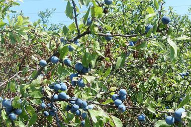 Śliwa tarnina (Prunus spinosa)