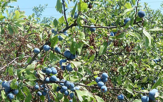 Śliwa tarnina (Prunus spinosa)