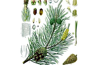 Sosna  zwyczajna (Pinus sylvestris)