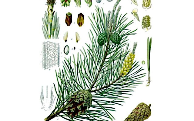 Sosna zwyczajna (Pinus sylvestris)