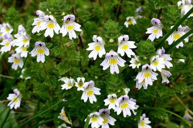 Świetlik łąkowy (Euphrasia rostcoviana Hayne)