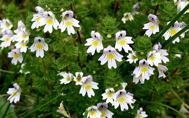 Świetlik łąkowy (Euphrasia rostcoviana Hayne)