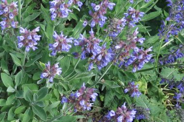 Szałwia lekarska (Salvia officinalis)