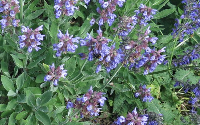 Szałwia lekarska (Salvia officinalis)