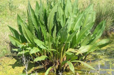 Szczaw lancetowaty (Rumex hydrolapathum)