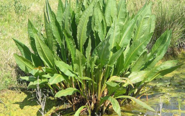 Szczaw lancetowaty (Rumex hydrolapathum)