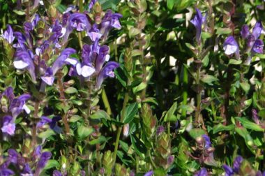 Tarczyca bajkalska (Scutellaria baicalensis)