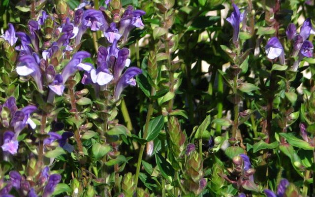 Tarczyca bajkalska (Scutellaria baicalensis)