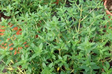 Tymianek właściwy (Thymus vulgaris)