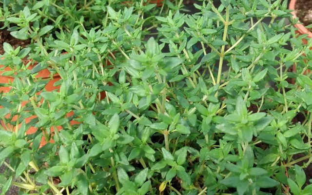 Tymianek właściwy (Thymus vulgaris)