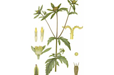 Uczep trójlistkowy (Bidens tripartitia)