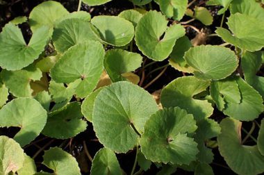 Wąkrotka azjatycka, gotu kola (Centella asiatica)