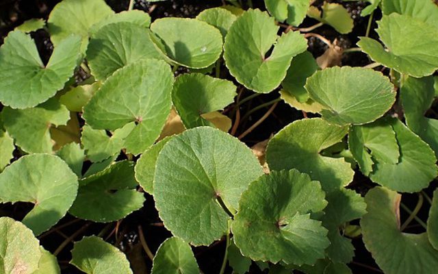 Wąkrotka azjatycka (Centella asiatica)