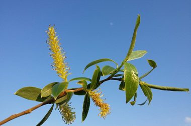 Wierzba biała (salix alba)