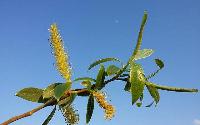 Wierzba biała (salix alba)