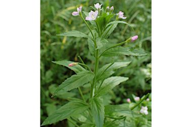 Wierzbownica drobnokwiatowa (Epilobium parviflorum)