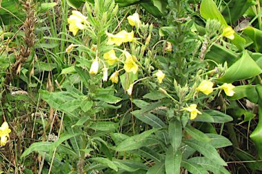 Wiesiołek dwuletni (Oenothera biennis)