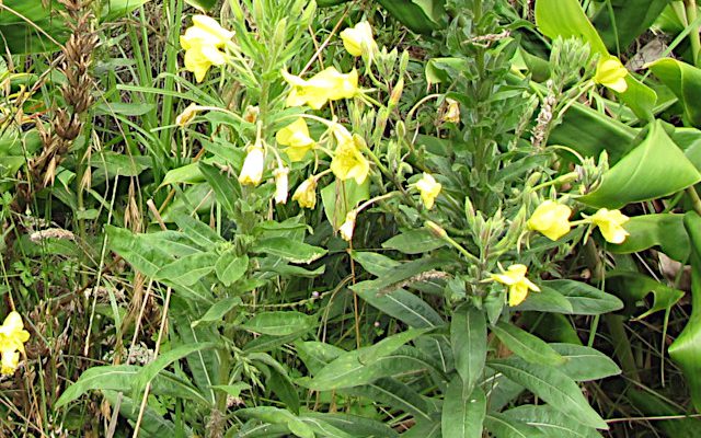 Wiesiołek dwuletni (Oenothera biennis)