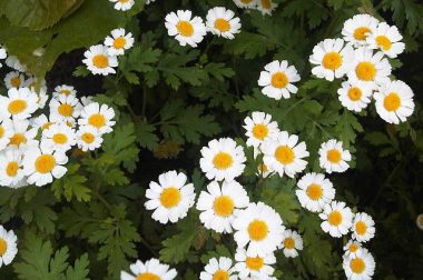 Wrotycz maruna, Złocień maruna (Tanacetum parthenium)